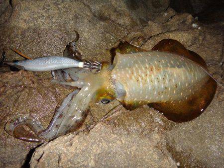 ナイトエギング