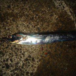 ジグよりワインドよりテンヤ