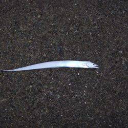 虹に癒されました