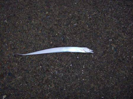 虹に癒されました