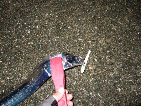 渋い中何とか1本