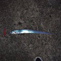 サゴシが・・・・・