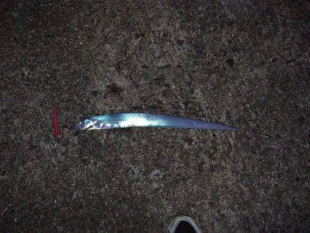 サゴシが・・・・・