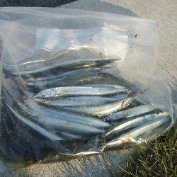 元気なサヨリとエサ取りのフグ