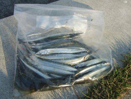 元気なサヨリとエサ取りのフグ