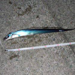 南芦屋浜　今季初のタチウオ