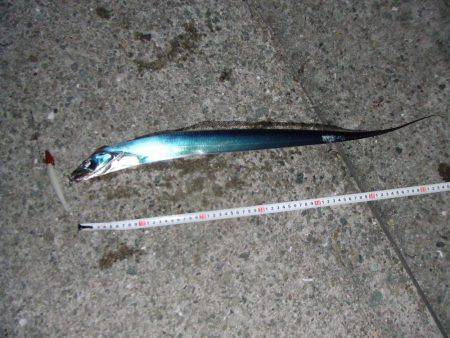 南芦屋浜　今季初のタチウオ