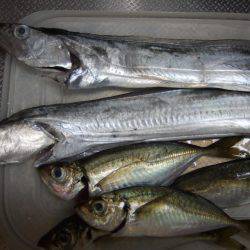 タチウオＧＥＴ！