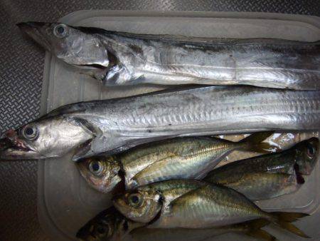 タチウオＧＥＴ！