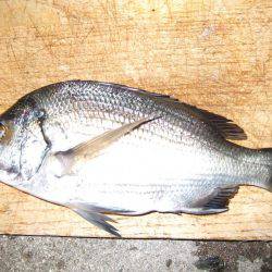 台風前にチヌ狙いだが…