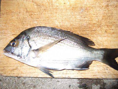 台風前にチヌ狙いだが...