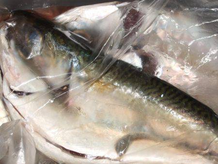 サビキは大漁！