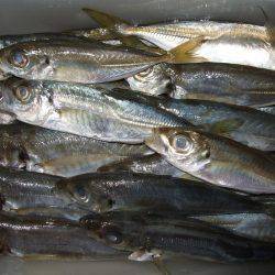 チャリコ、チャリコ、キス、アジ、アジ！