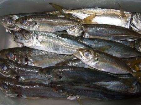 チャリコ、チャリコ、キス、アジ、アジ！