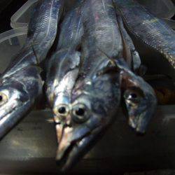 タチウオ釣り、サビキは好調！