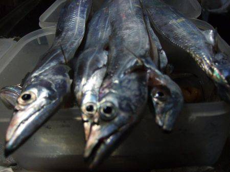 タチウオ釣り、サビキは好調！