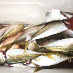 アジ釣り、突然のスコール!