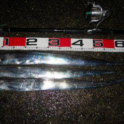 夜明け前～ウキ釣りでタチウオ調査