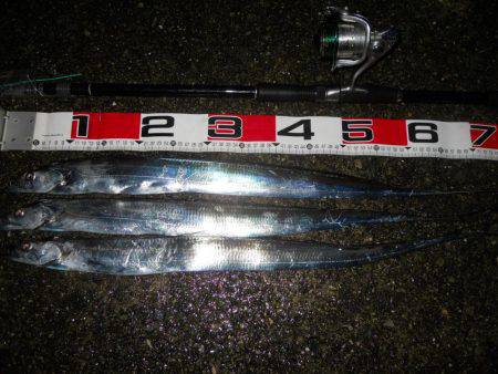 夜明け前～ウキ釣りでタチウオ調査