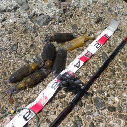 磯でアオリイカのヤエン釣り