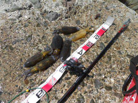 磯でアオリイカのヤエン釣り