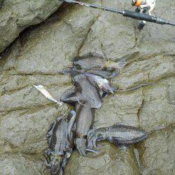 エギングで磯のアオリイカ釣り