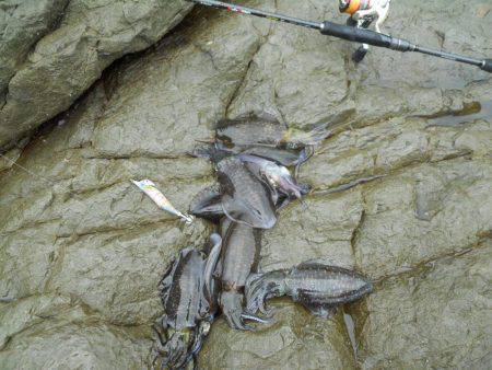 エギングで磯のアオリイカ釣り