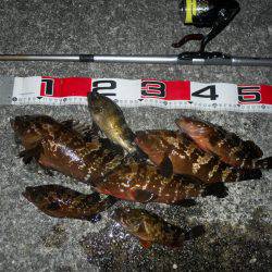 夕方～エビ撒き釣りで根魚