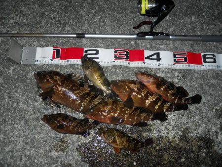 夕方～エビ撒き釣りで根魚