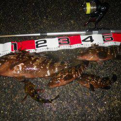 夕方～雨天のエビ撒き釣り
