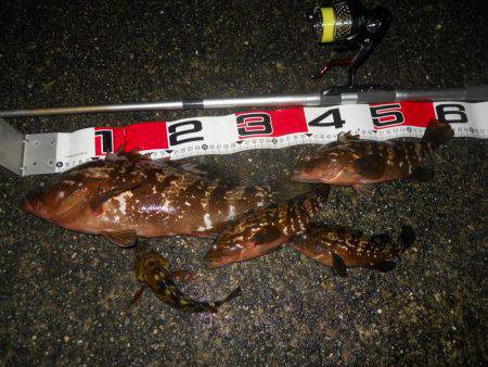 夕方～雨天のエビ撒き釣り