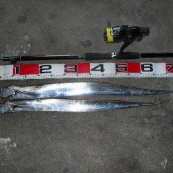 早朝～ウキ釣りでタチウオ調査