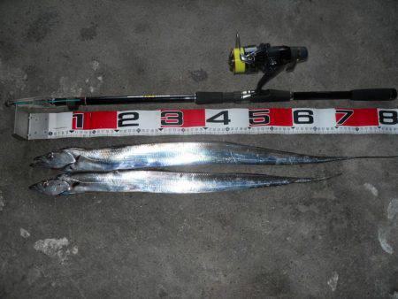 早朝～ウキ釣りでタチウオ調査