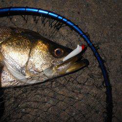 秋のシーバスシーズン開幕か？