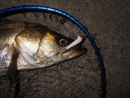 秋のシーバスシーズン開幕か？