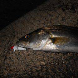 淀川でシーバス♪