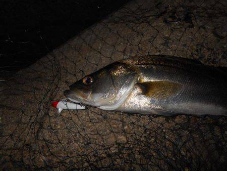 淀川でシーバス♪