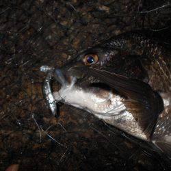 何とかテクトロでチヌ1匹…。