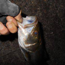 何とかシーバス１匹だけゲット…