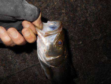 何とかシーバス１匹だけゲット…