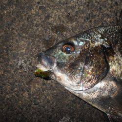 バイブのテクトロでヒット。