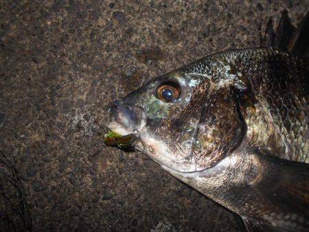 バイブのテクトロでヒット。