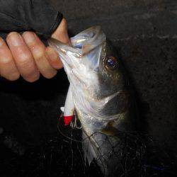テトラ際でシーバスがヒット。