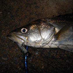 サヨリパターンでヒット♪