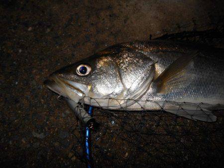 サヨリパターンでヒット♪