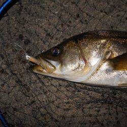 良型シーバスゲット♪