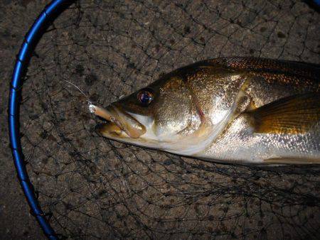 良型シーバスゲット♪