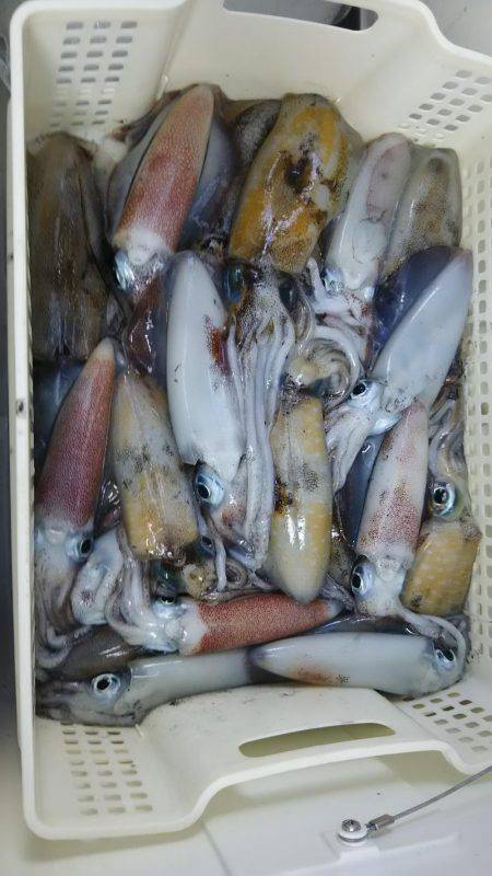 今季初アオリイカ釣り