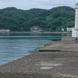 久々のエギング投稿