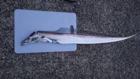 どこに行ったんでしょう？